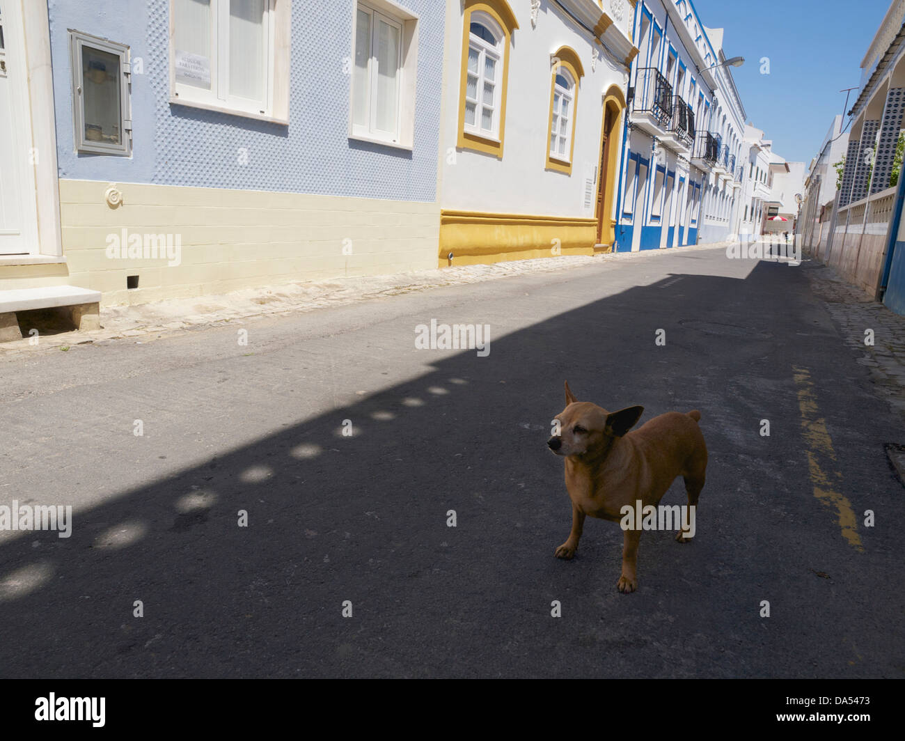 Drôle de petit chien dans une rue typique portugais à Cabanas de Tavira, dans la région de l'Algarve. Banque D'Images