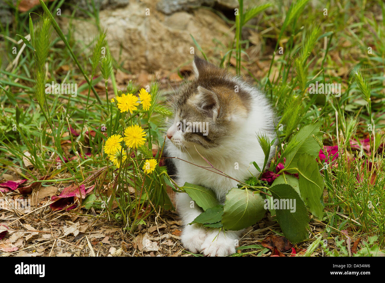 Animal, chat, chaton, jeune, jardin, animal domestique, animal, meadow Banque D'Images