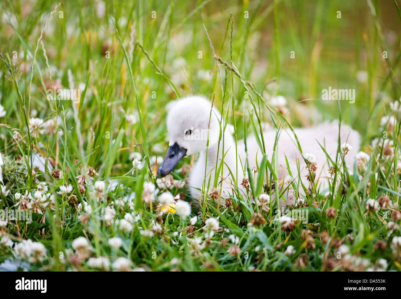 Cygnet Cygne Muet Banque D'Images