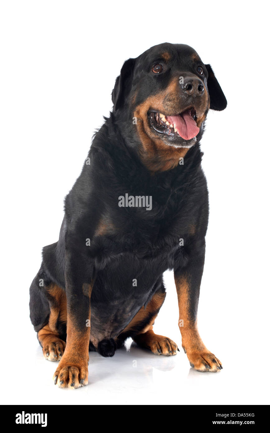 Portrait of a senior race Rottweiler in front of white background Banque D'Images
