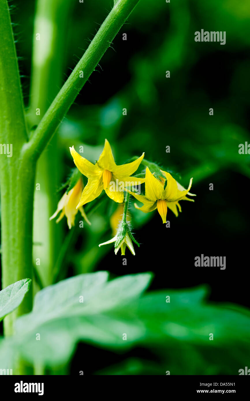 Gros plan de fleurs jaunes sur une plante de tomate (Shirley Variety) Angleterre Royaume-Uni Royaume-Uni Grande-Bretagne Banque D'Images