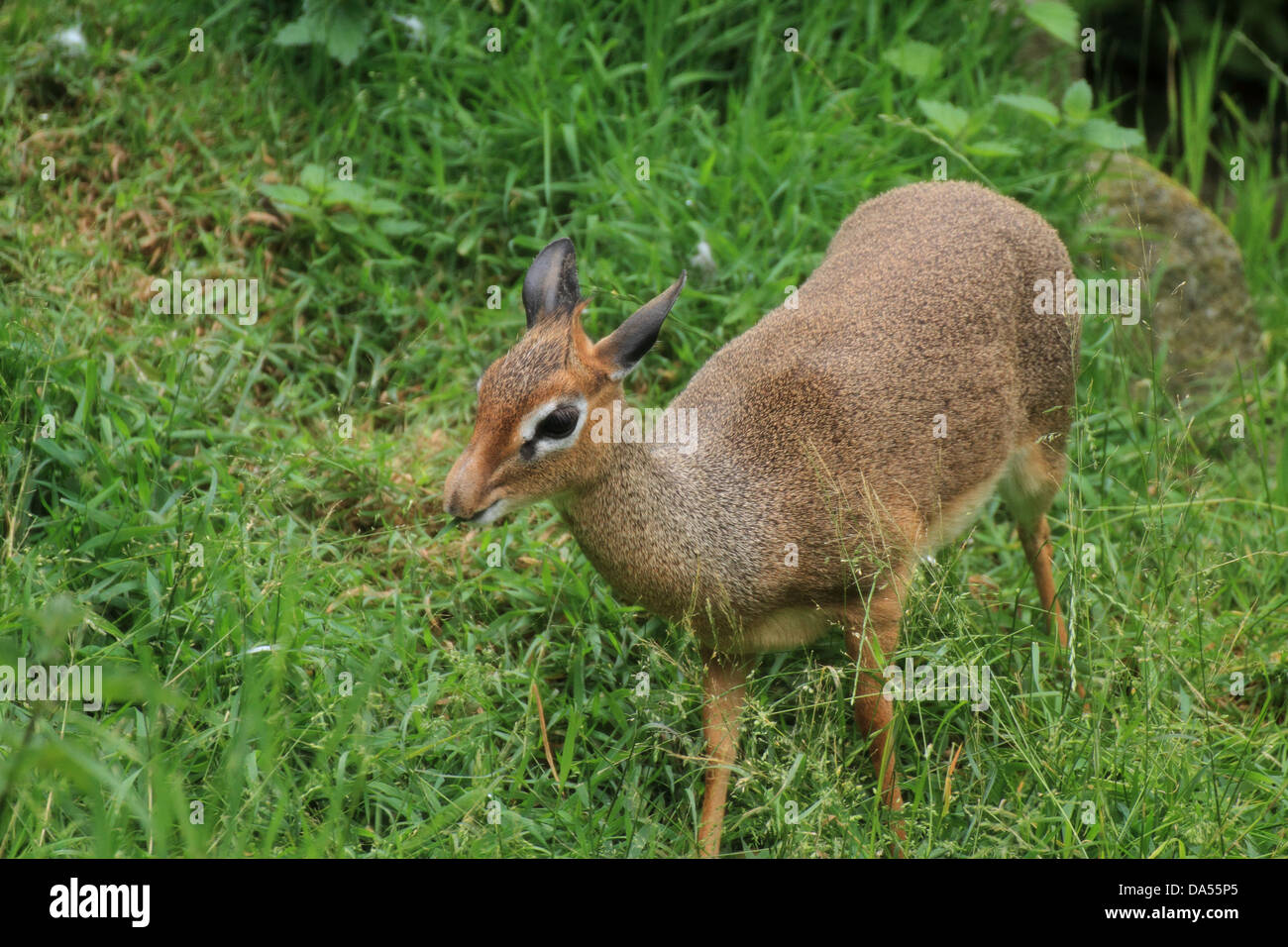 Kirk's Dik Dik (Madoqua kirkii) Banque D'Images