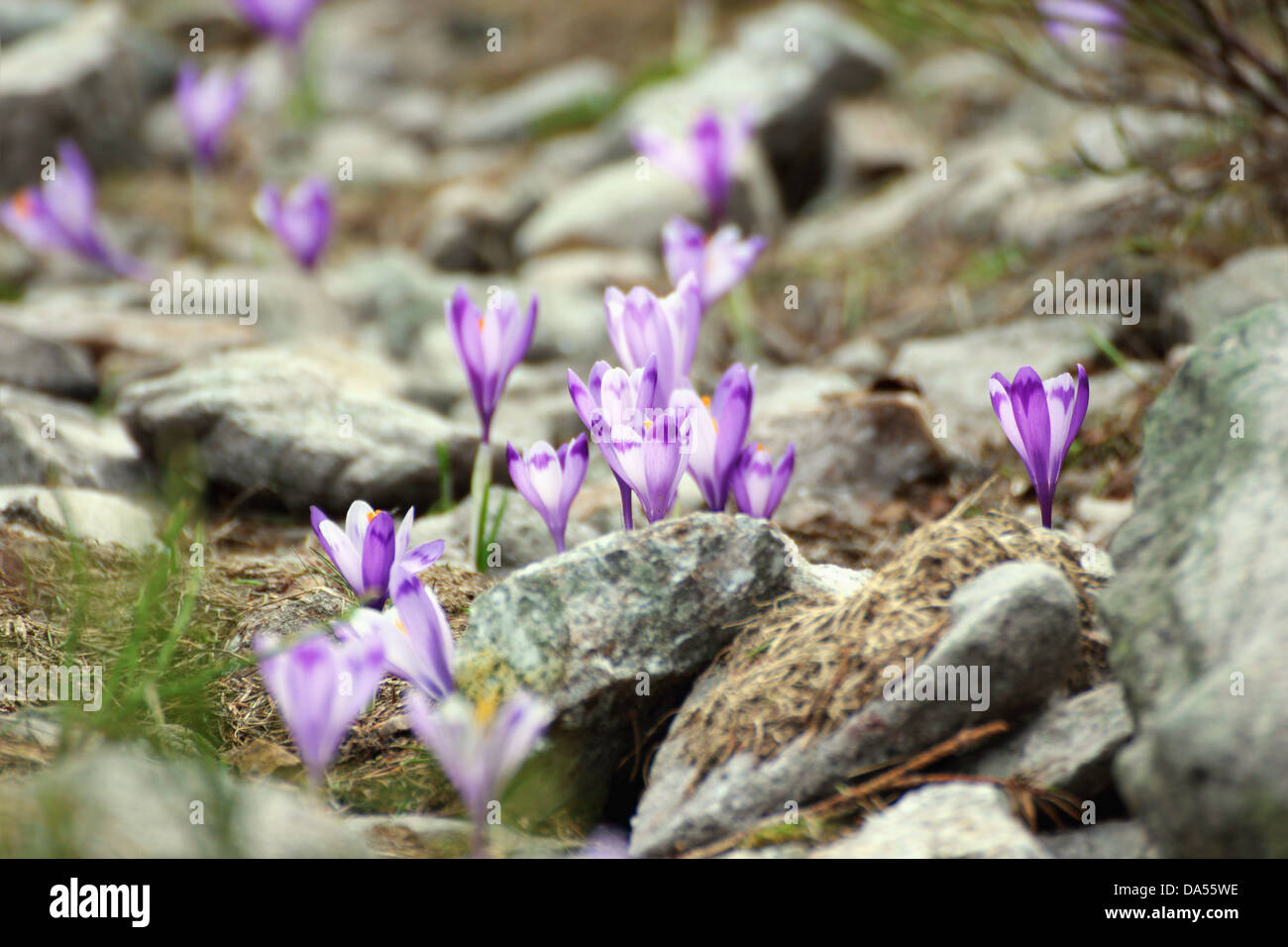 Fleurs sauvages du début du printemps (Crocus sativus ) croissant sur terrain rocailleux, dans les montagnes Banque D'Images