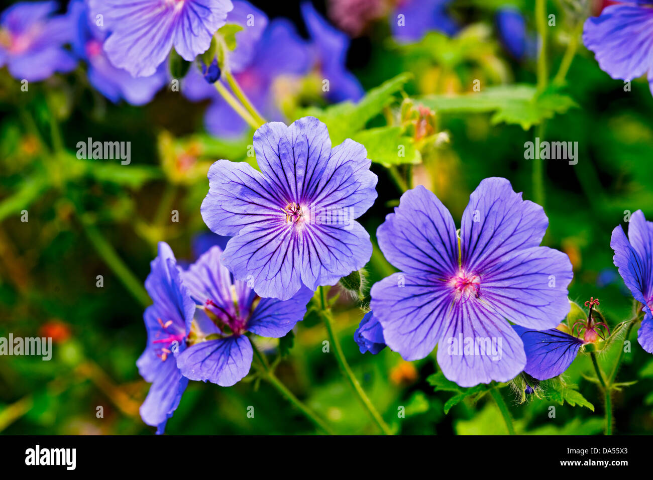 Gros plan de géranium bleu violet fleurs de canneberges fleuries dans le jardin d'été Angleterre Royaume-Uni Grande-Bretagne Banque D'Images