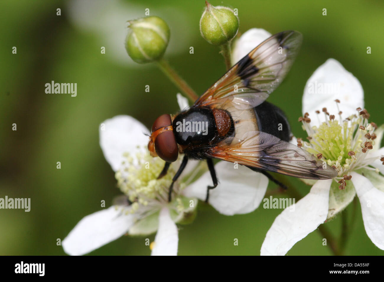 Volucella pellucens détaillées de macro, une grande variété de nourriture et posant hoverfly sur blackberry fleurs Banque D'Images