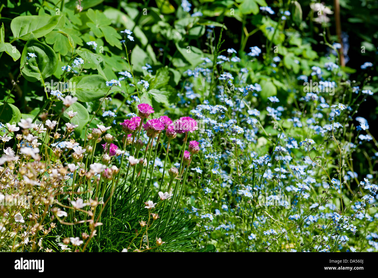 Gros plan de l'armeria rose thrift et le bleu Forget me pas fleurs fleurir dans la frontière mixte au printemps Angleterre Royaume-Uni Grande-Bretagne Banque D'Images