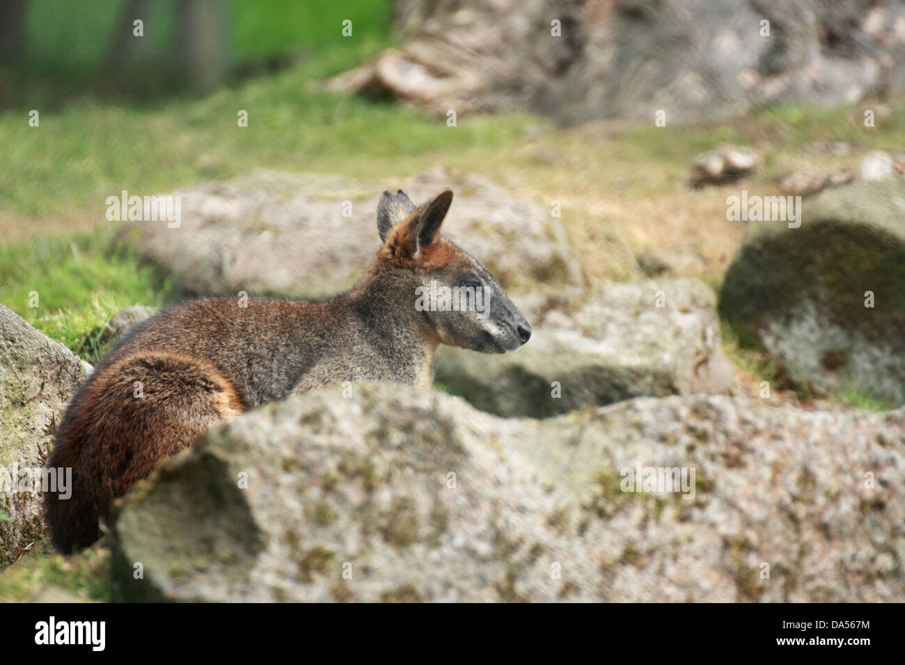 Swamp wallaby (Wallabia bicolor) reposant dans les rochers Banque D'Images