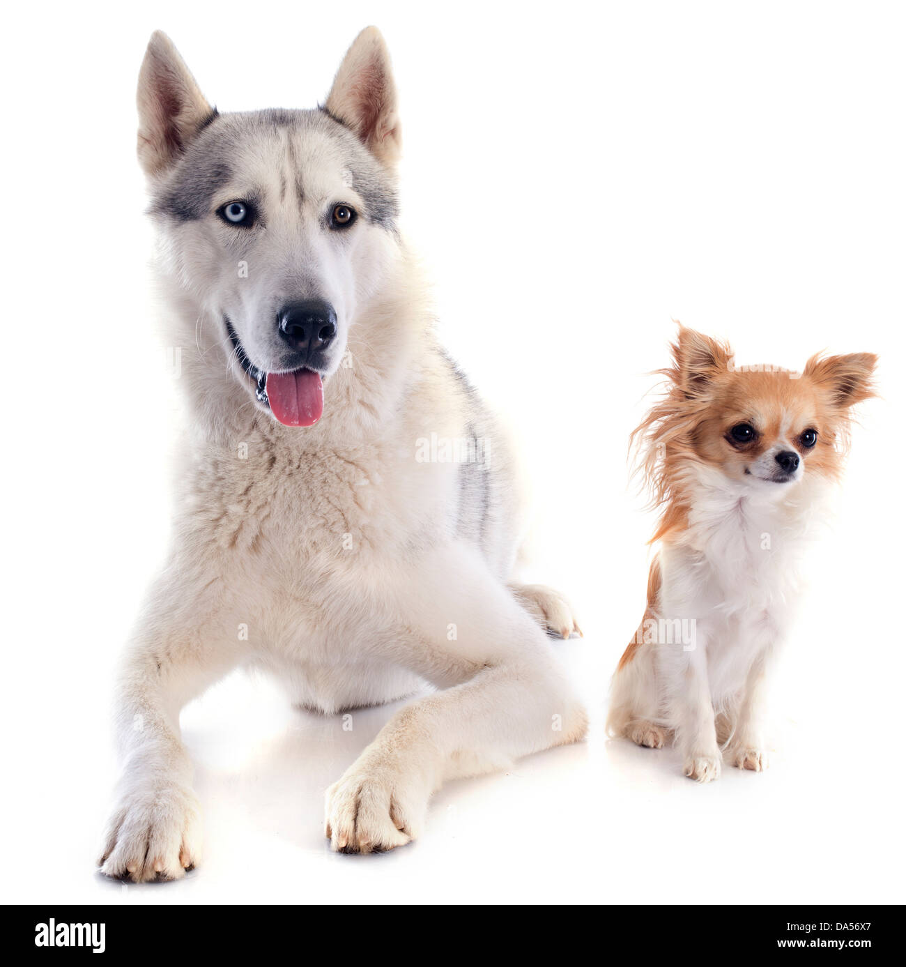 Portrait d'un husky sibérien pure race magnifique et Chihuahua Banque D'Images