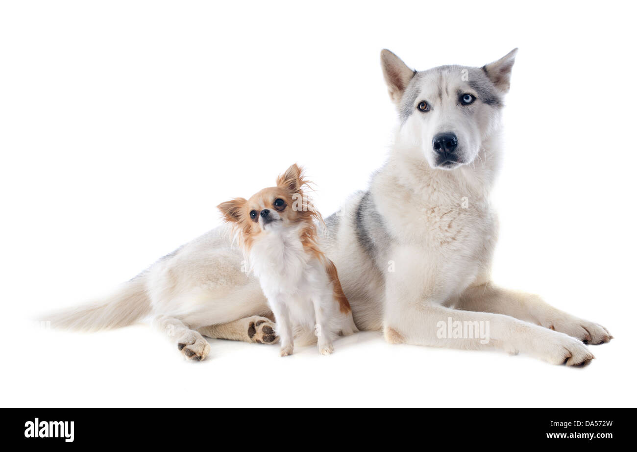 Portrait d'un husky sibérien pure race magnifique et Chihuahua Banque D'Images