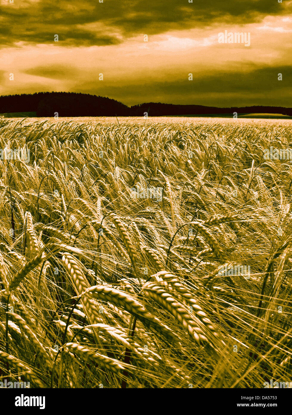 Champ de céréales, de l'agriculture, de l'orge, les oreilles, Haut-Palatinat, en Allemagne, des nuages, de l'humeur, aliénés, Banque D'Images