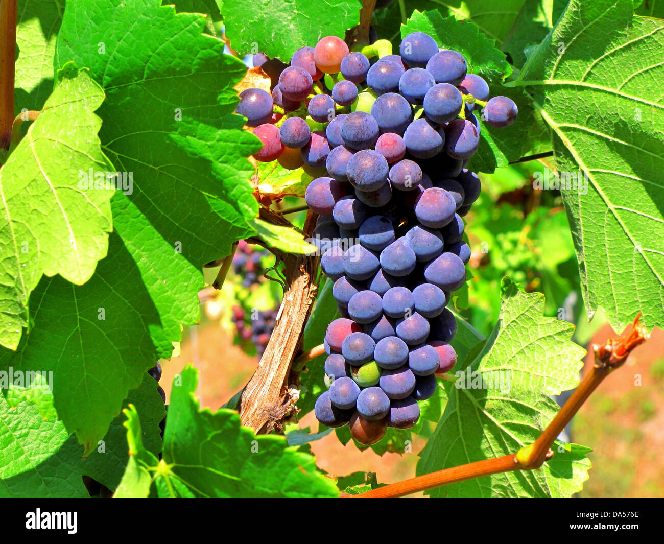 Autocollants Fenêtre Vigne Et Raisins - 114x37cm - Motif Feuilles Vertes Et Grappes Bleu Violet - Statique, Amovible, Réutilisable - Anti-collision Pour Oiseaux - 3