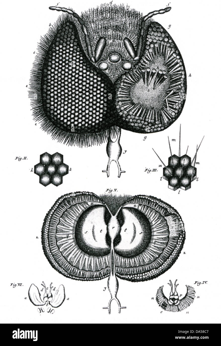 JAN SWAMMERDAM (1637-1680) biologiste néerlandais. L'œil composé de l'abeille de son Biblia Naturae Banque D'Images