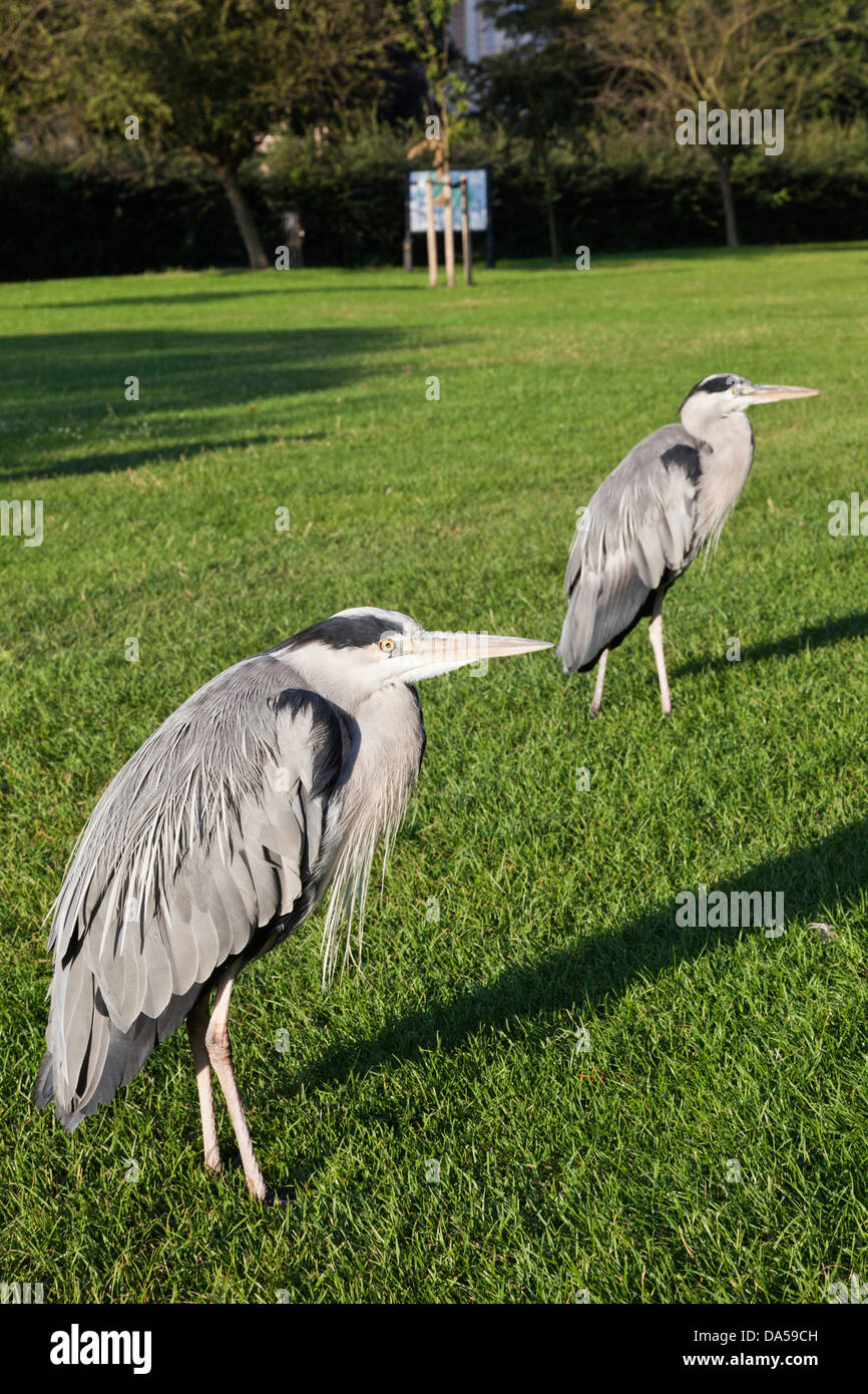 L'Angleterre, Londres, Regents Park, héron cendré Banque D'Images