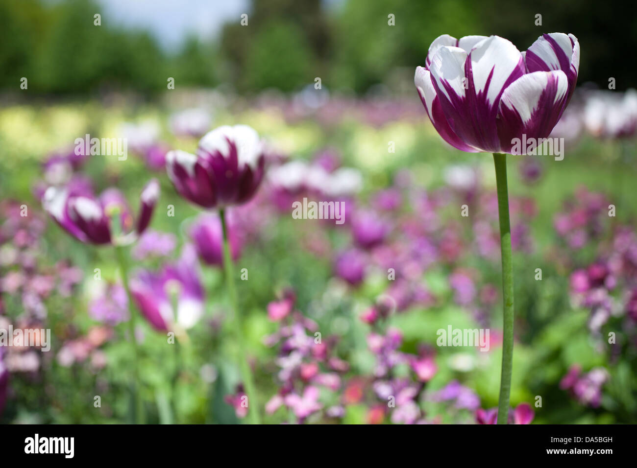 Tulipes violet et blanc, Christ's pieces park Cambridge en Angleterre, Royaume-Uni Banque D'Images