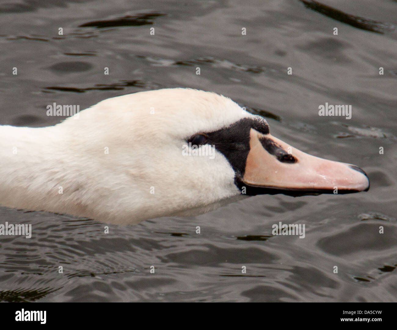 Swan Banque D'Images