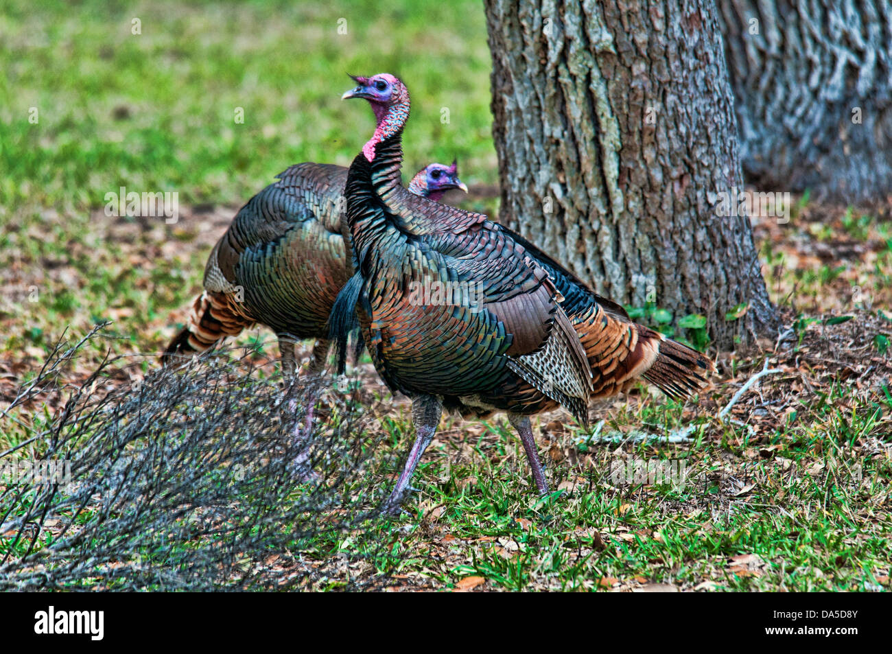 Le dindon sauvage, melagris gallapavo, Aransas, nationaux, de la faune, Refuge, Texas, USA, United States, l'Amérique, la Turquie, l'oiseau, Banque D'Images