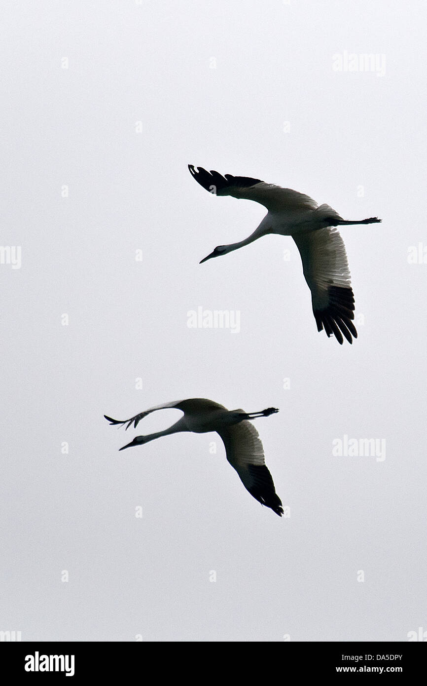 Grue blanche, Grus americana, Texas, USA, United States, Amérique, battant, oiseaux, grue, Banque D'Images