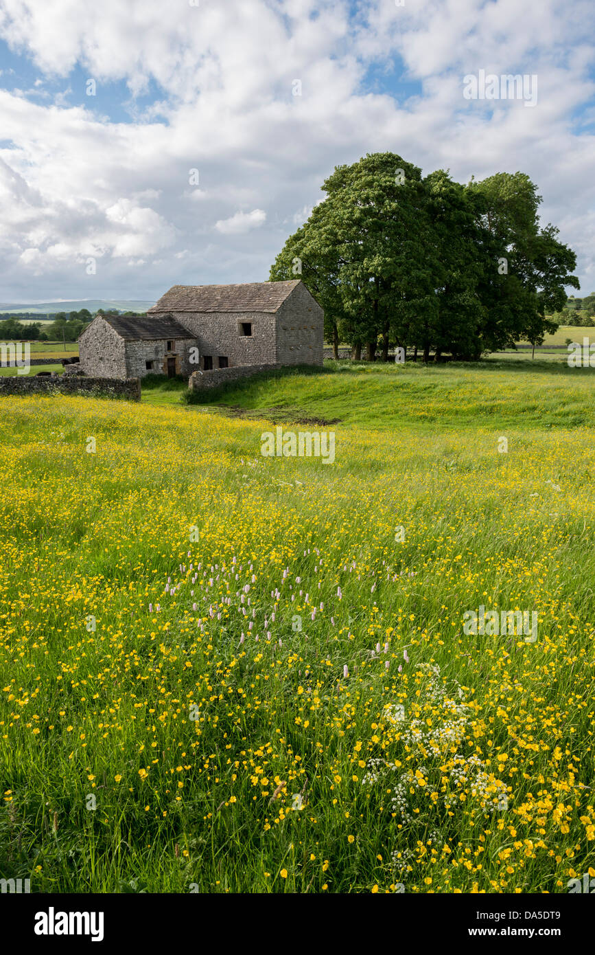 Ancienne grange en pierre dans le champ de renoncules, Chelmorton, Peak District, Derbyshire, Angleterre Banque D'Images