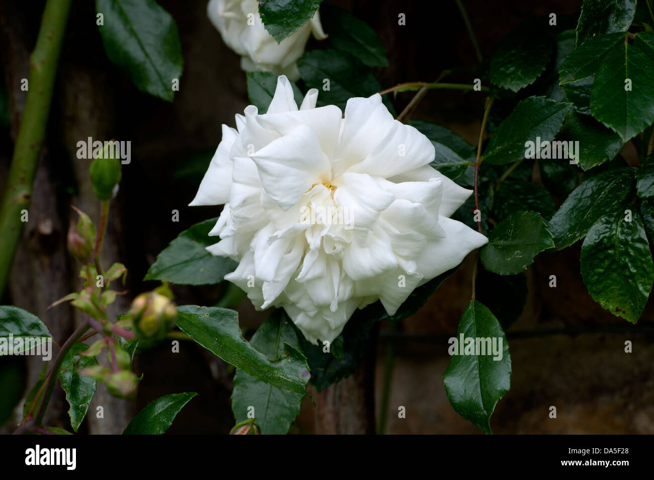 Barbier Rambling Roses Rambler variety Banque de photographies et d’images à haute résolution ...