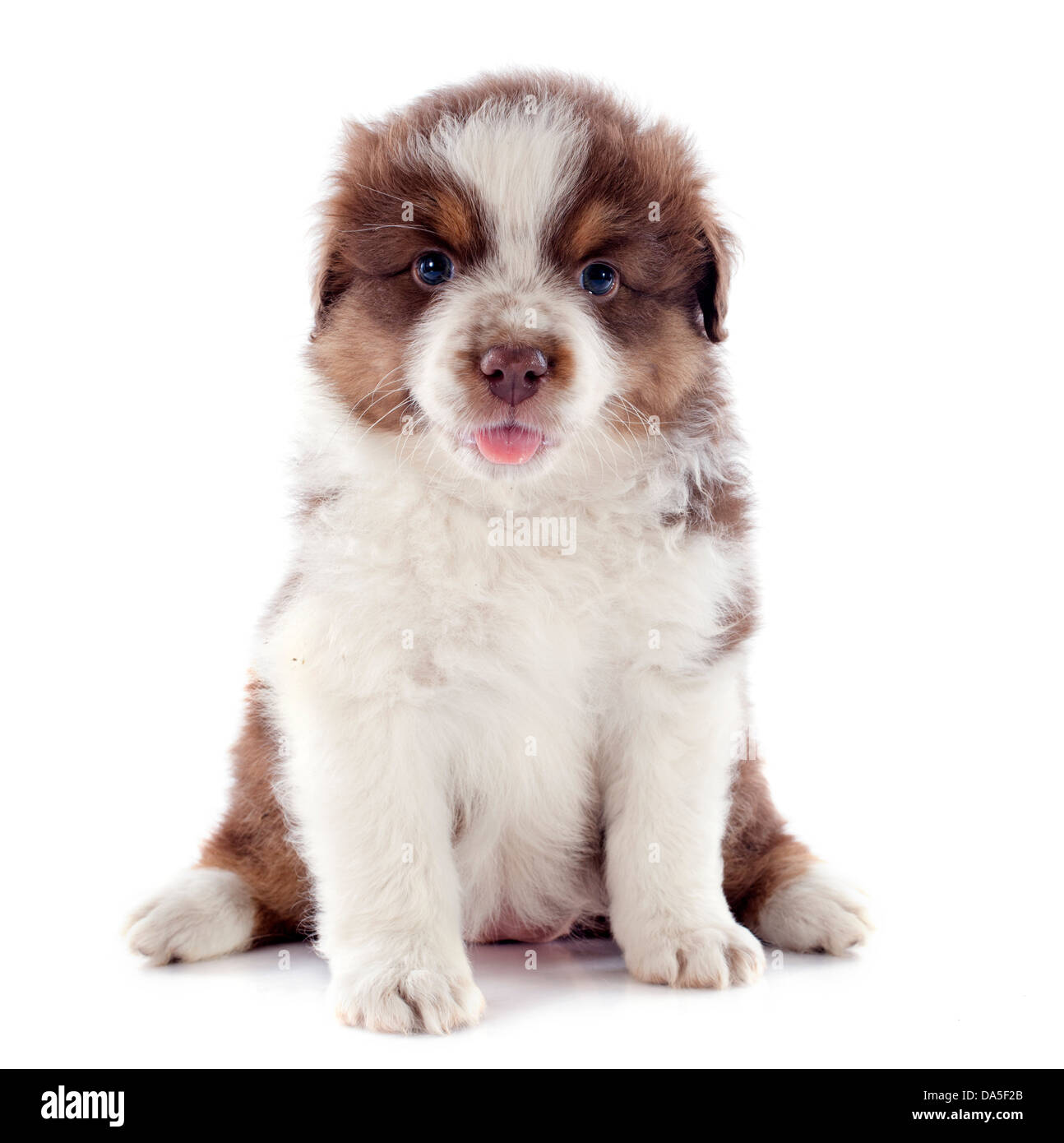 Chiot berger australien pure race, in front of white background Banque D'Images