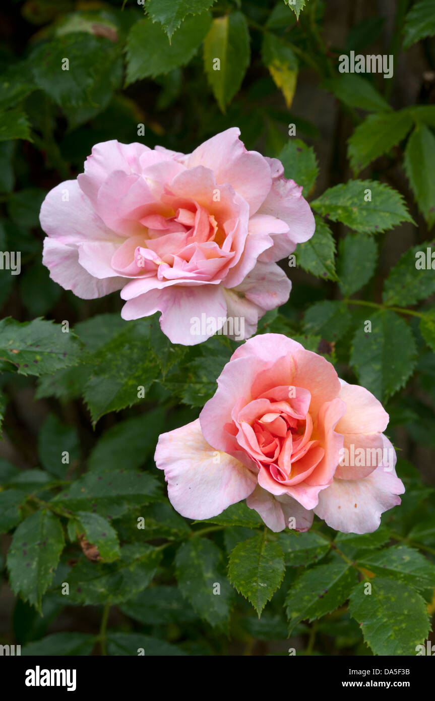 Rose 'Pink Fountain' (grimpeur) Banque D'Images