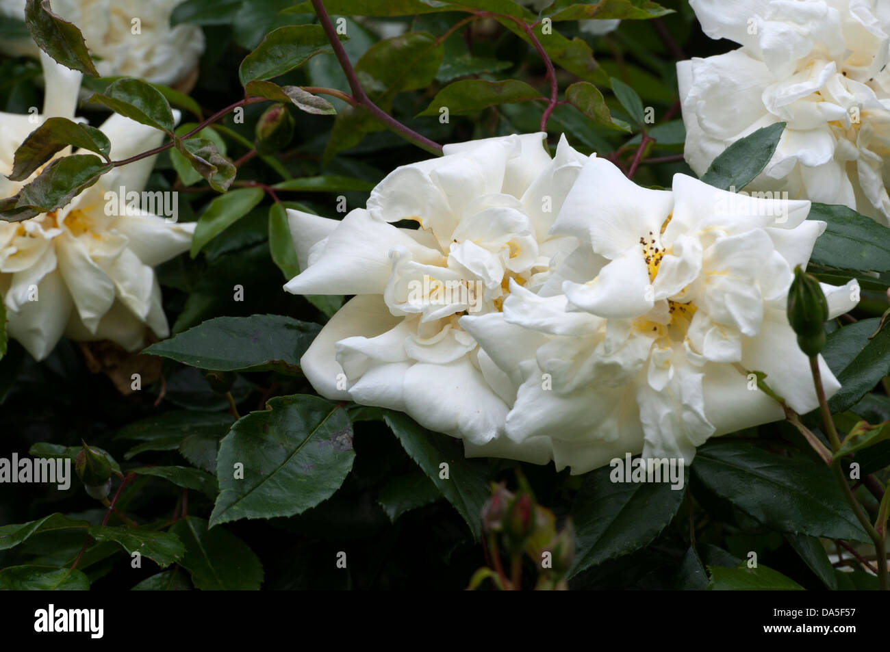 Barbier Rambling Roses Rambler variety Banque de photographies et d’images à haute résolution ...
