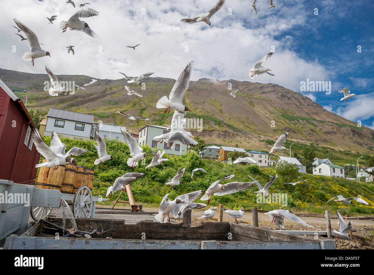 Troupeau de mouettes à tête noire par l'ère de l'hareng Museum à Siglufjordur, Islande Banque D'Images