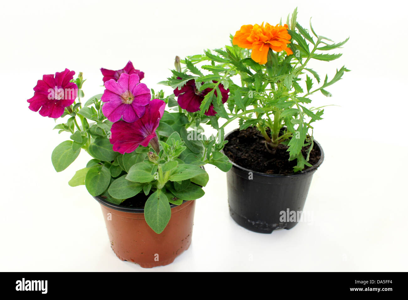 Plantes balcon colorés in front of white background Banque D'Images