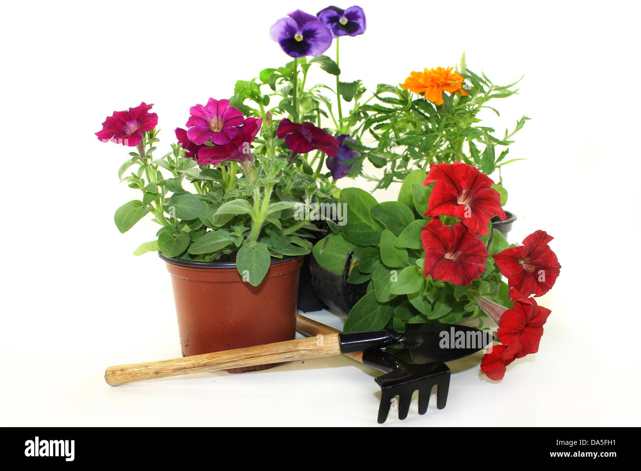 Plantes balcon colorés in front of white background Banque D'Images