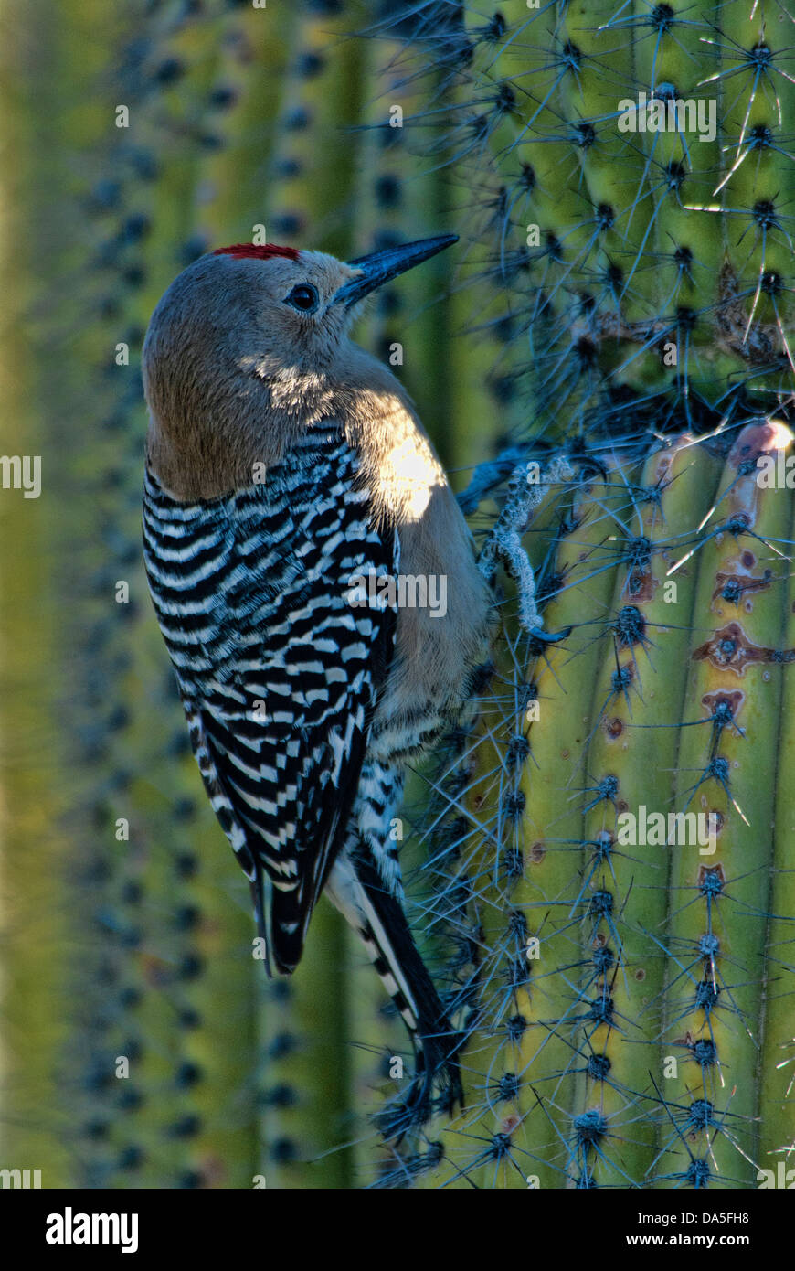 Woodpecker Melanerpes uropygialis gila,, Arizona, USA, United States, Amérique du Nord, pic, bird Banque D'Images