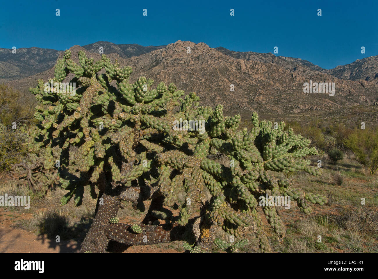 Catalina, State Park, Arizona, parc, USA, United States, Nord, paysage, végétation Banque D'Images