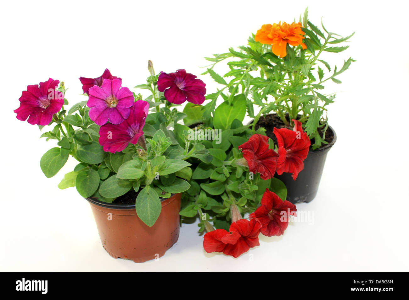 Plantes balcon colorés in front of white background Banque D'Images