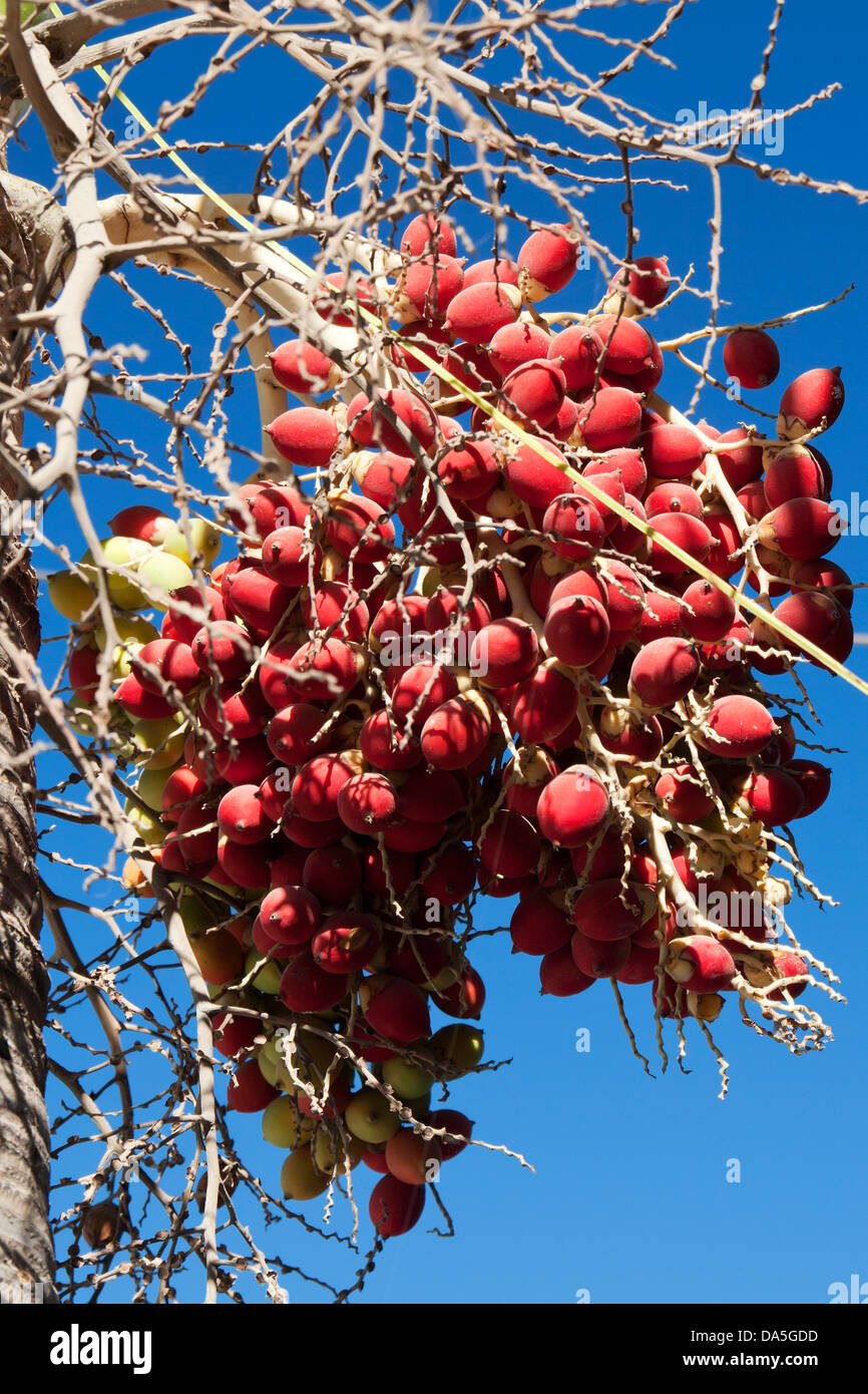Bouquet de fruits de palmier à huile sur l'arbre, le Mexique. Banque D'Images