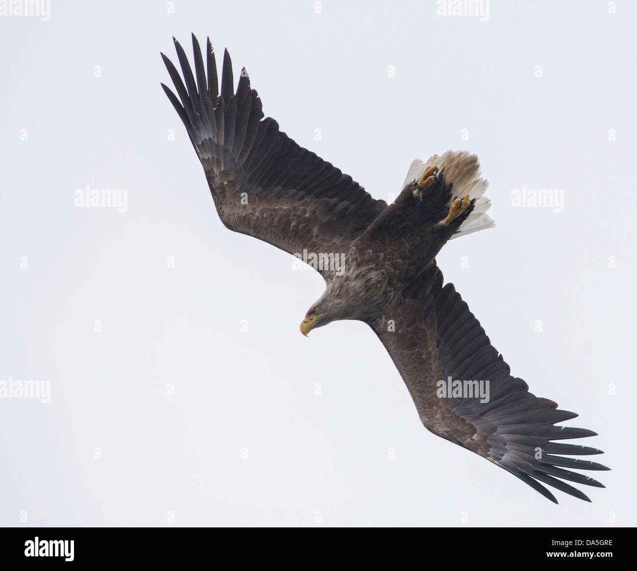 L'aigle de mer à queue blanche (Haliaeetus albicilla) plongée sous-marine et les poissons proies dans les eaux du Loch na Keal Banque D'Images