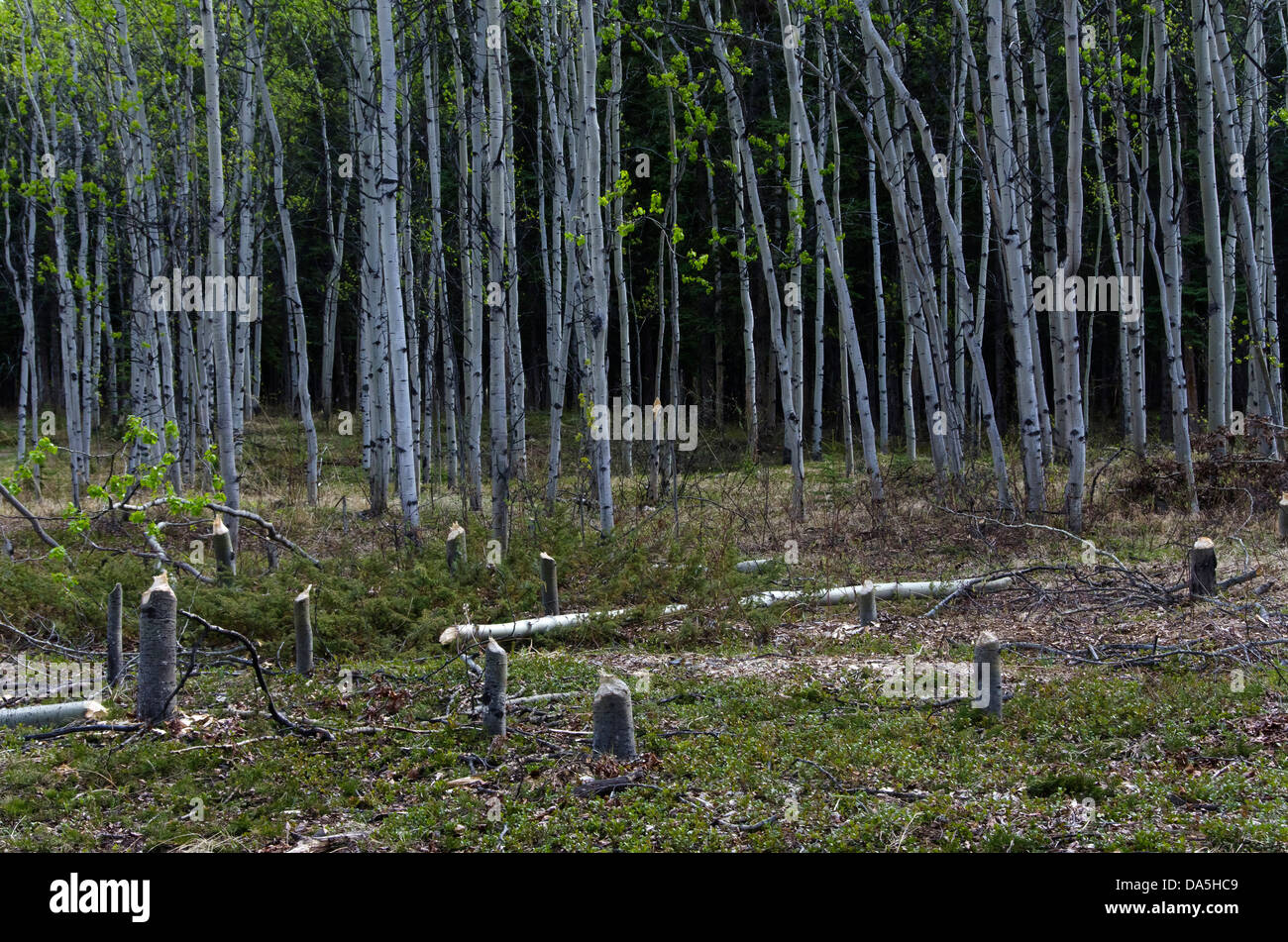Tremble, arbres, souches, cut, bas, castors, Yukon, Canada Banque D'Images