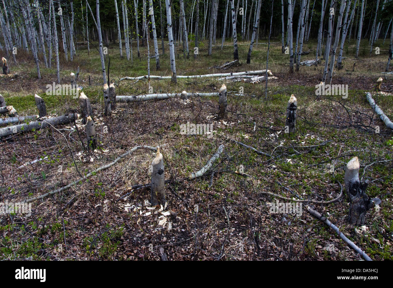 Tremble, arbres, souches, cut, bas, castors, Yukon, Canada Banque D'Images