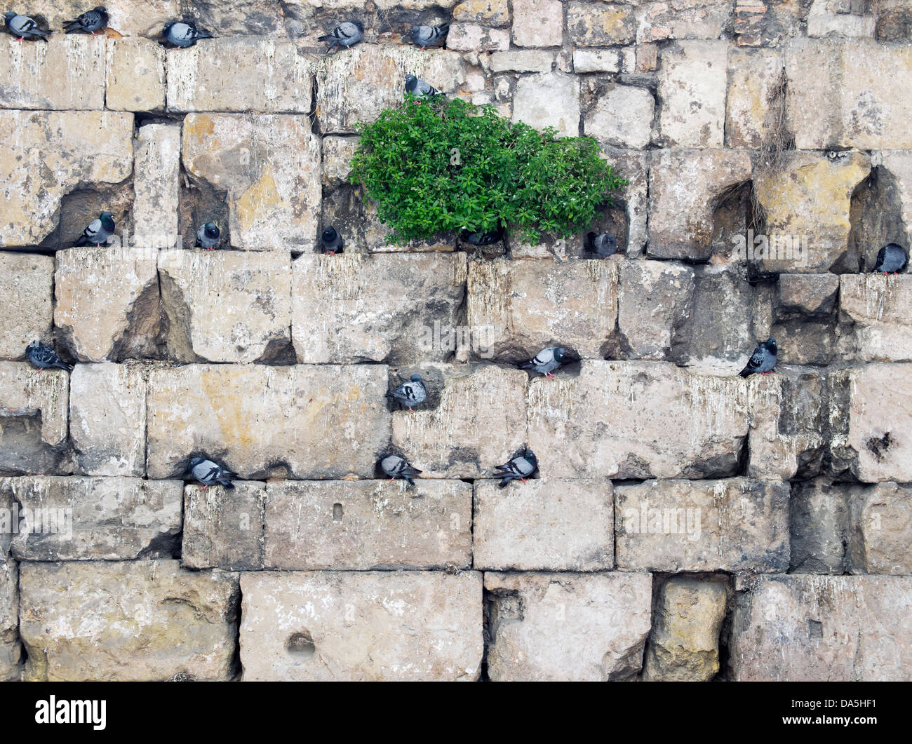 Les pigeons nicher et se percher dans les anciens remparts de la ville du quartier gothique de Barcelone, Espagne Banque D'Images