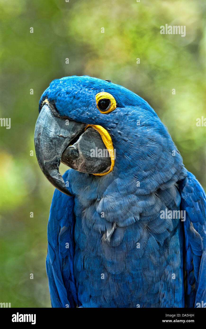 Hyacinth macaw, anodorhynchus nyacinthinus, USA, United States, Amérique, macaw, Parrot, bleu Banque D'Images