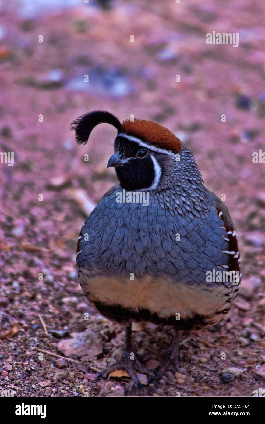 De gambel callipepla gambelii, cailles, cailles, oiseau, USA, United States, Amérique Latine Banque D'Images