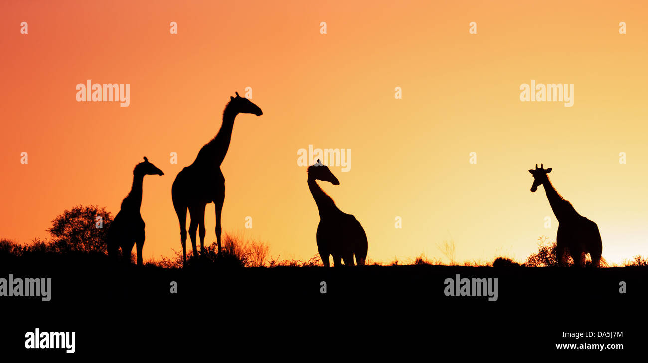 Les Girafes silhouetté contre sunrise - désert du Kalahari - Afrique du Sud Banque D'Images