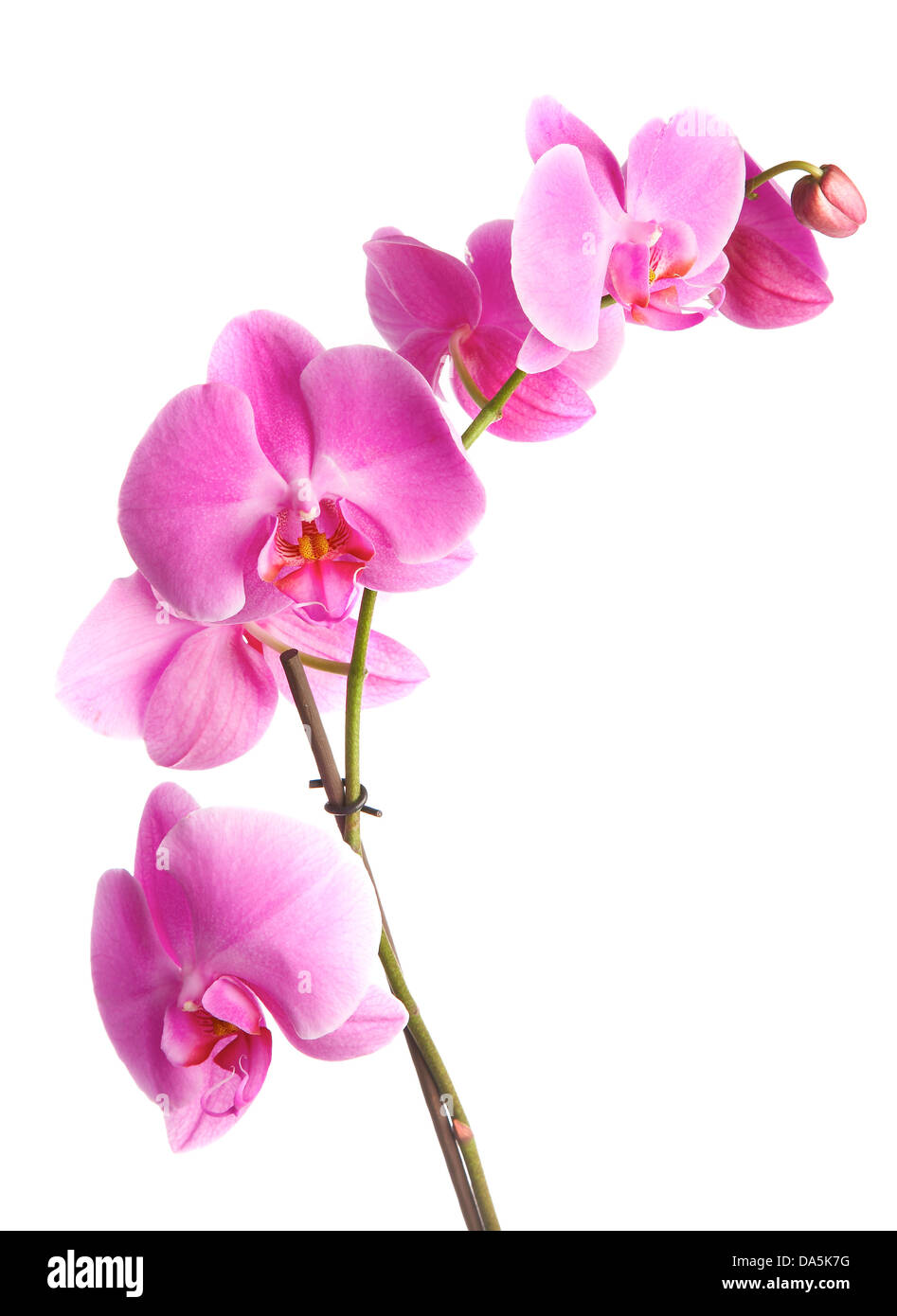 Orchidées fleurs rose sur fond blanc Banque D'Images