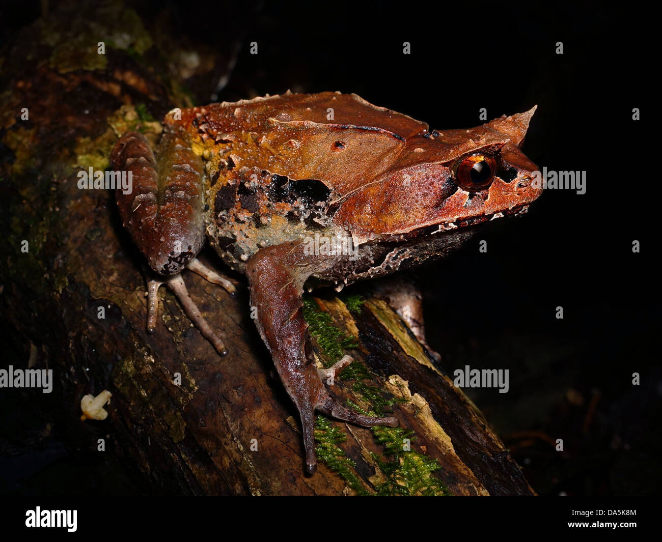 Montane horned frog endémique à Mt Kinabalu Borneo Banque D'Images