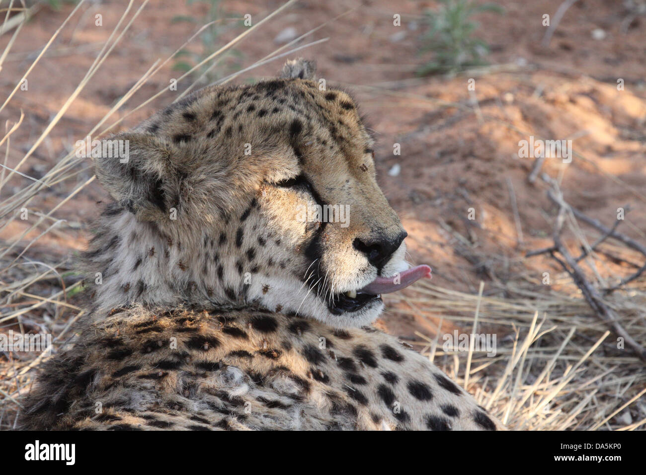 Cheetah & langue maternelle à la fondation Africat, Namibie, Afrique du Sud Banque D'Images