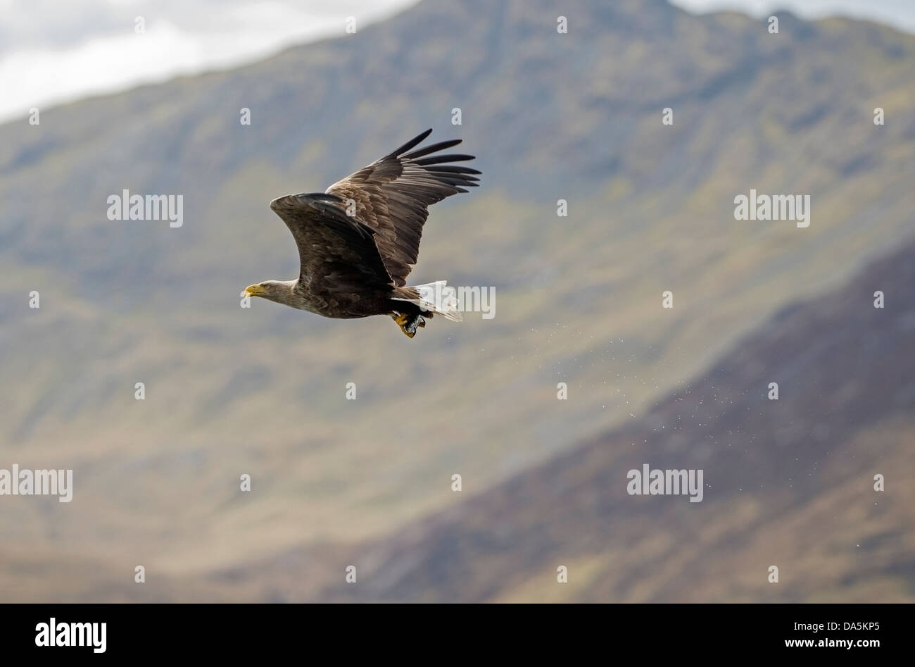 (Haliaeetus albicilla), le cerf de l'Aigle de mer île de Mull vole vers un poisson entre les serres d'aigle avec Banque D'Images