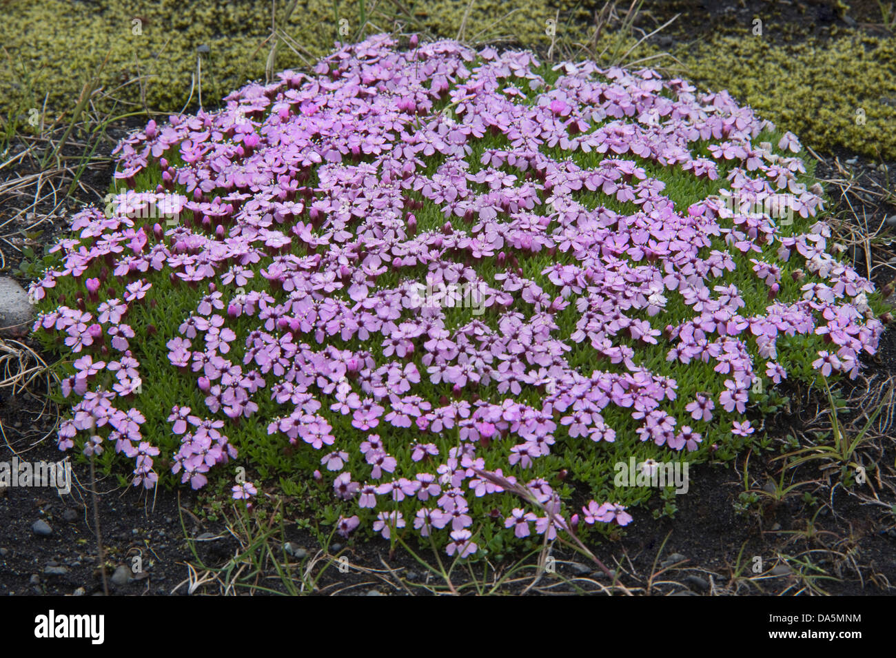 Campion moss (Silene acaulis) fleurs à Jökulsárlón (littéralement "rivière glaciaire lagoon') Le sud de l'Islande, l'Europe, juin Banque D'Images
