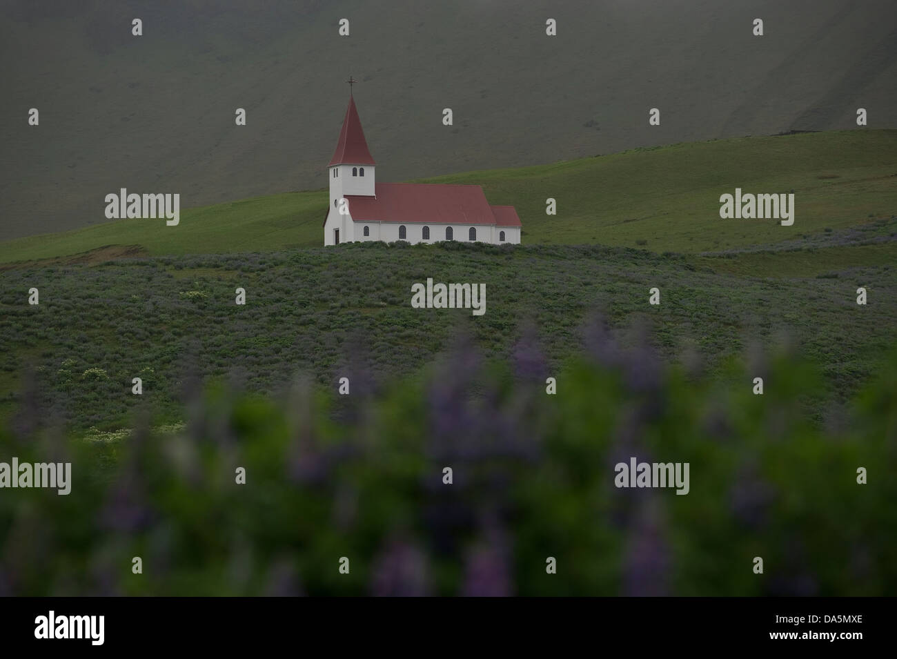 Église de Vík Vík í Mýrdal (ou en totalité) tôt le matin, le brouillard avec fleurs lupin Islande Europe Océan Atlantique Banque D'Images