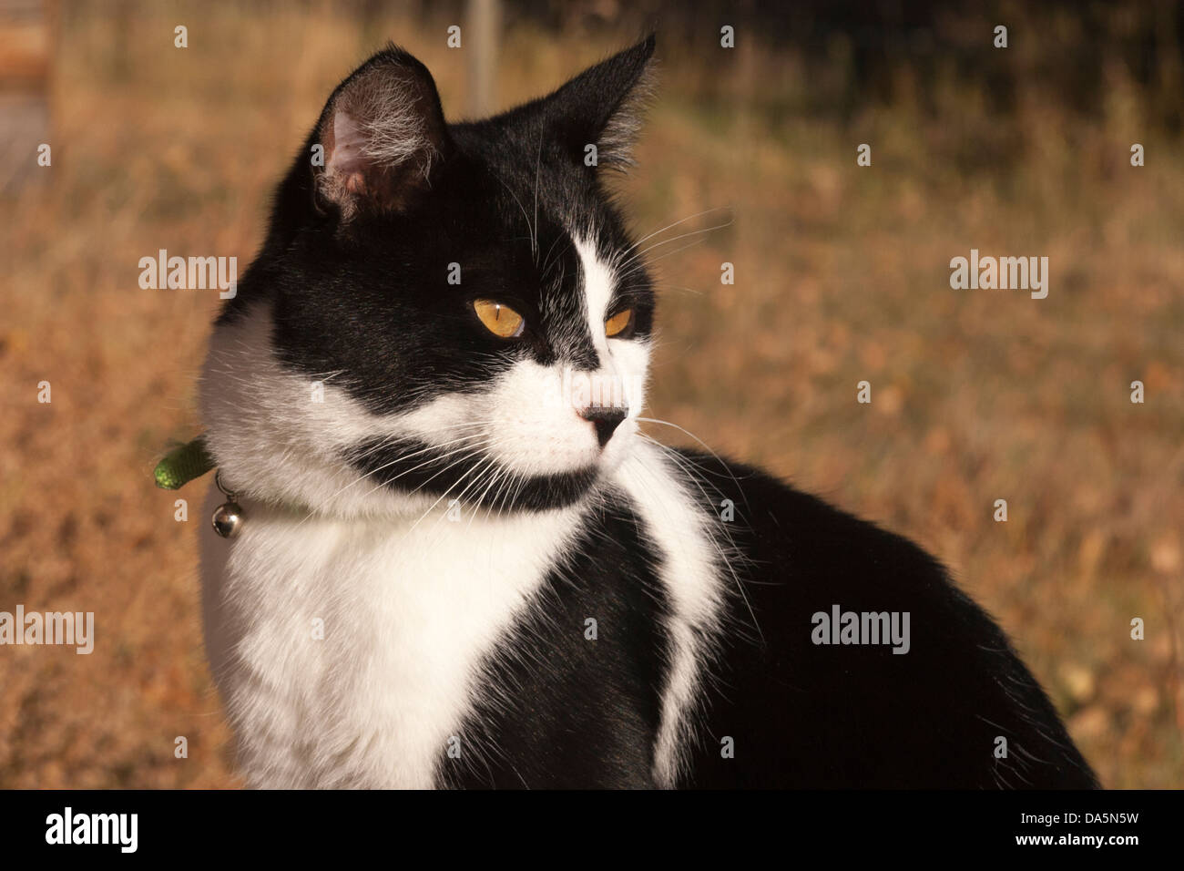 Collier De Chat En Cloche Banque D Image Et Photos Alamy Collier De Chat En Cloche Banque D Image Et Photos Alamy