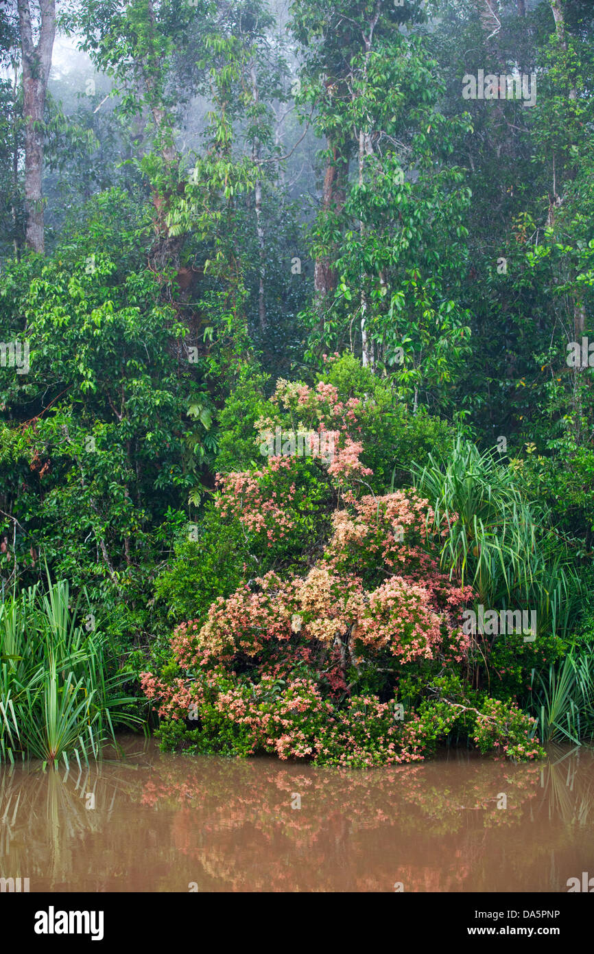 Forêt tropicale le long de la rivière Sekonyer, Kalimantan, Bornéo, Indonésie Banque D'Images