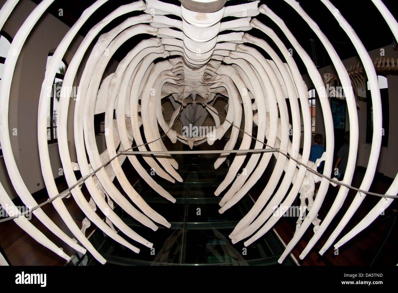 Exposition d'un squelette de rorqual commun au "Musée de la pêche" (Museu de pesca) à Santos, Sao Paulo, Brésil. Banque D'Images