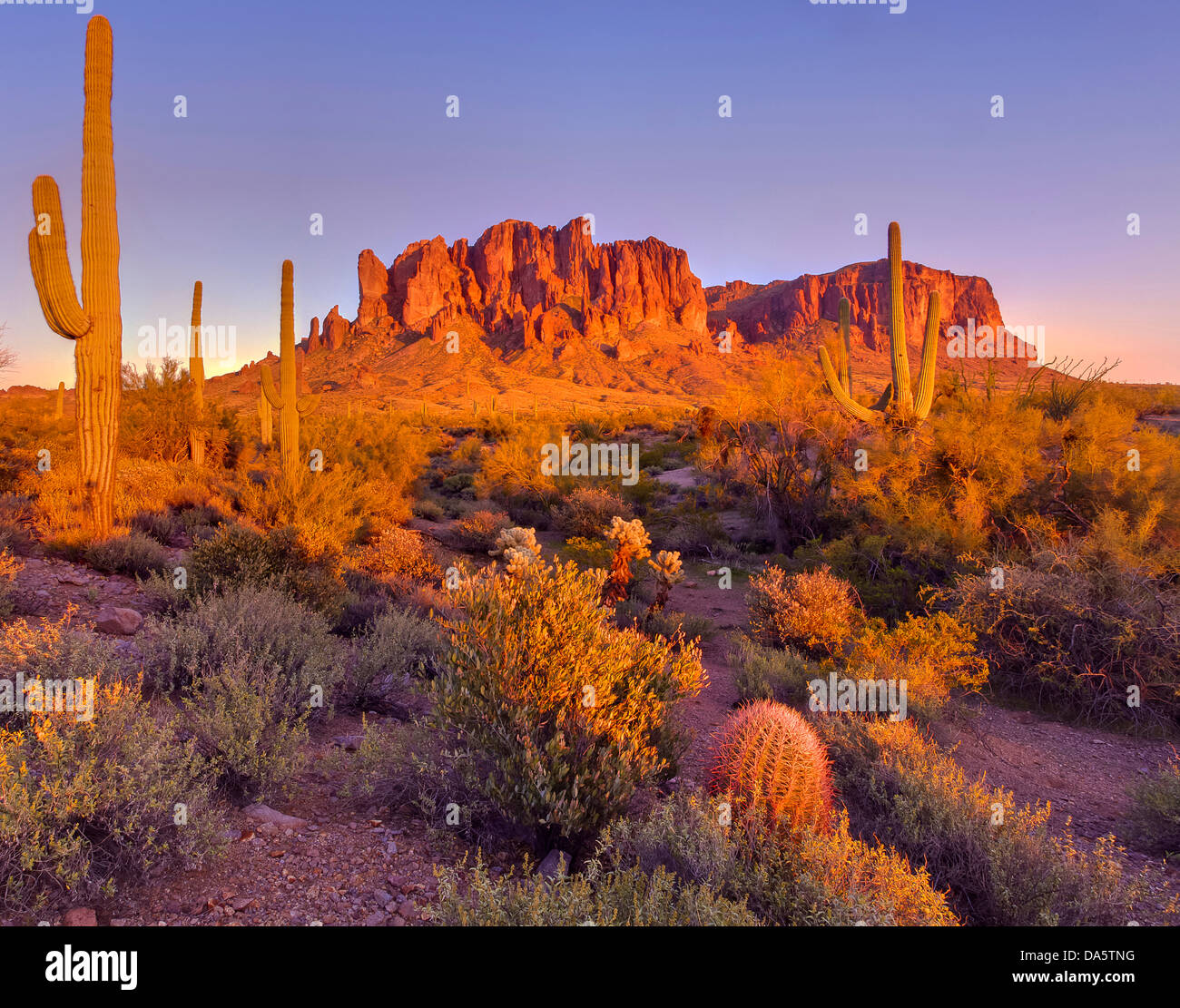 USA, United States, Amérique du Nord, l'Arizona, au sud-ouest, d'Amérique, Superstition Mountains, Lost Dutchman, State Park, parc, Apache Junct Banque D'Images